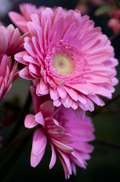 Pink Gerbera Daisies 4