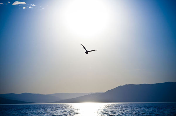 Take Flight