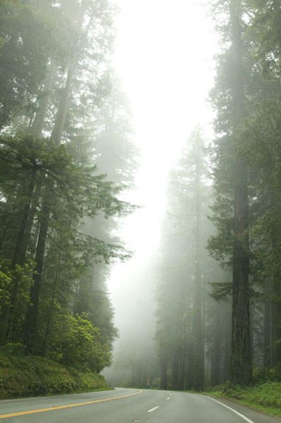 Redwood Highway 1