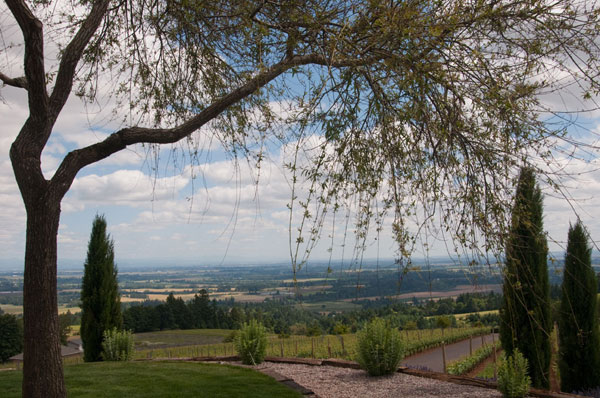 Vineyard Vista