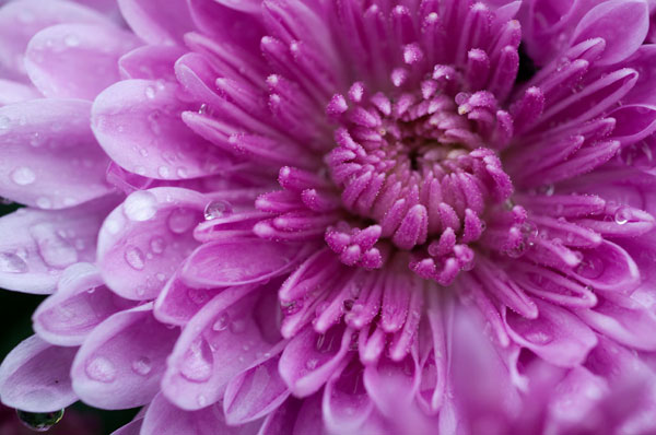 Purple Mum I
