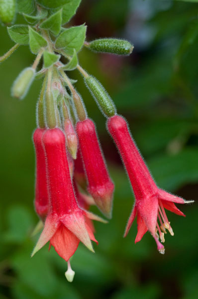 Fuchsia Bloom I