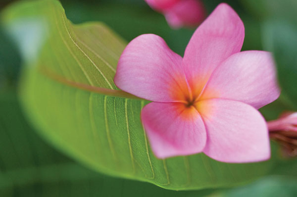 Plumeria I