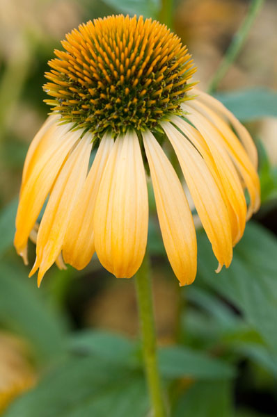 Echinacea V