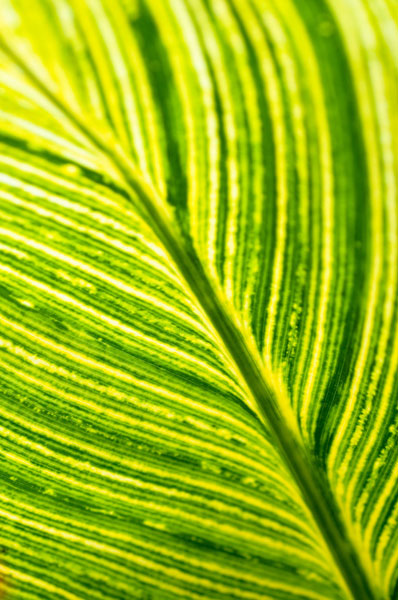 Leaf Detail III