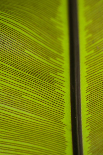 Leaf Detail IV