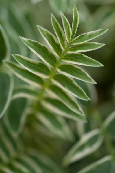Compound Leaves II
