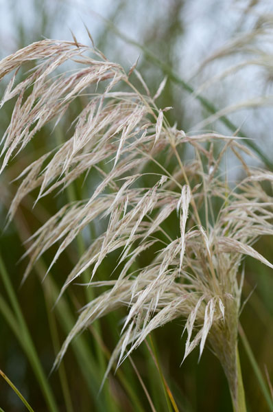 Native Grass I
