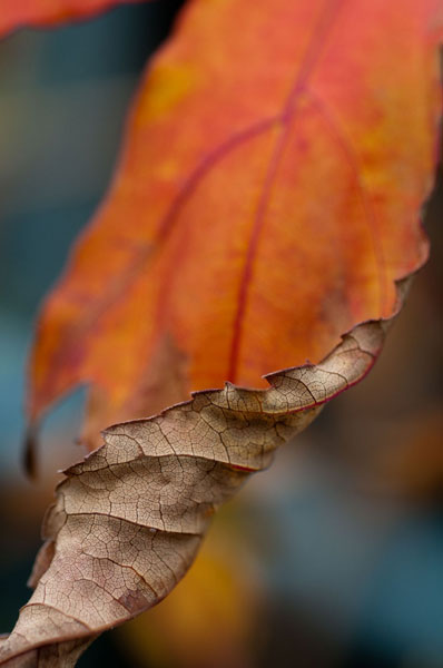 Orange Leaves II
