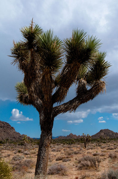 Joshua Tree II