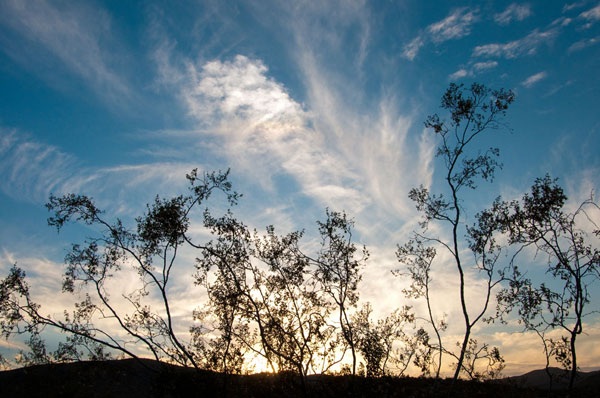 Sunset Silhouette I