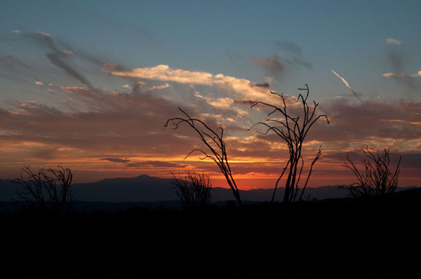 Ocotillo Cactus IV