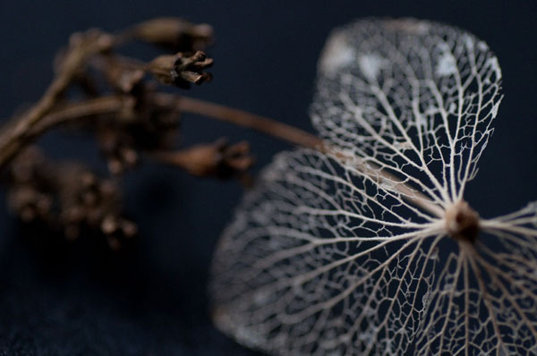 Hydrangea Skeleton II