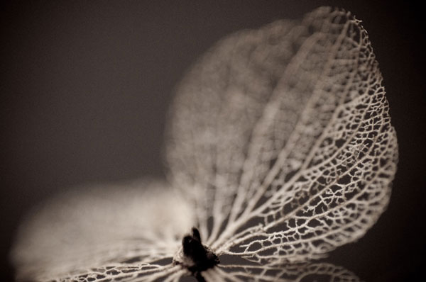 Hydrangea Skeleton III