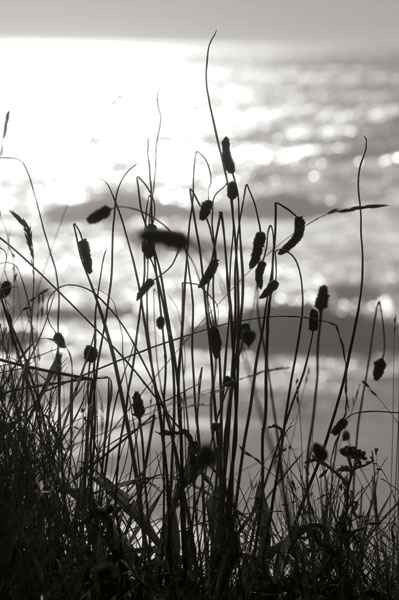 Coastal Grass I
