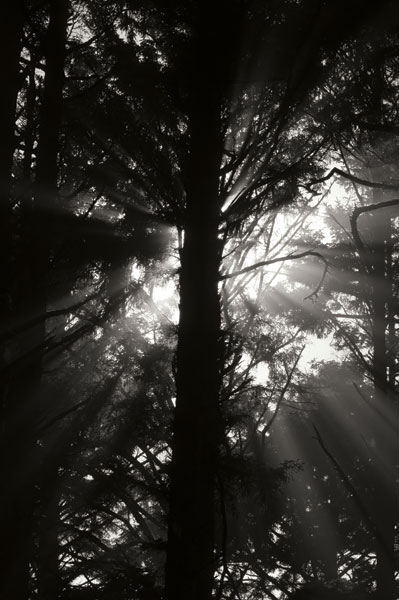 Light and Shadows I