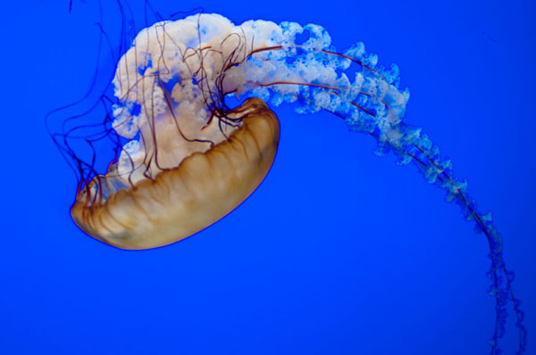 Jellyfish VII