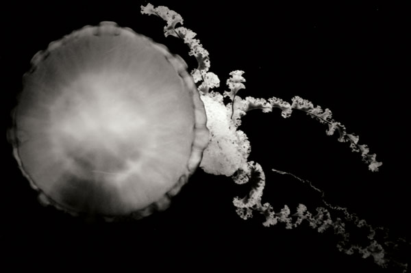 Jellyfish Glow IX