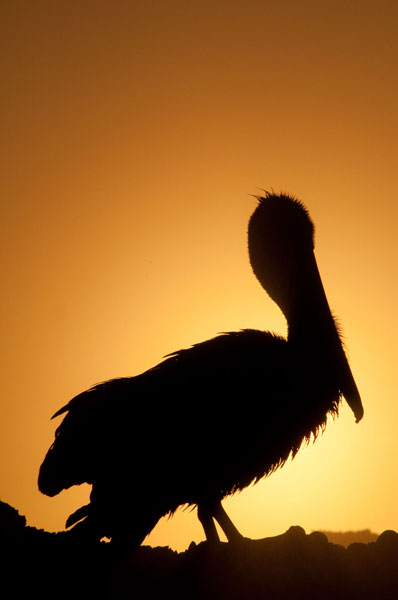 Pelican Silhouette II