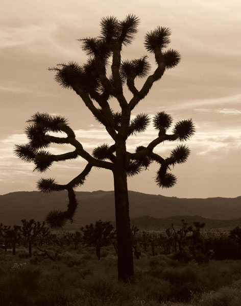 Yucca Brevifolia III