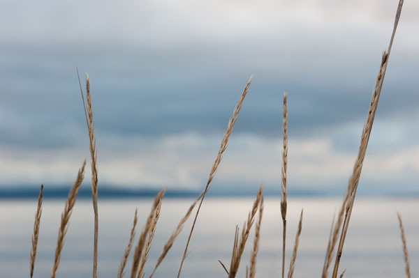 Whidbey Grass I