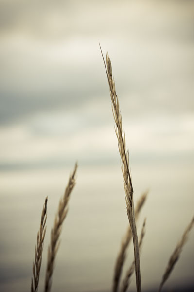 Whidbey Grass IV