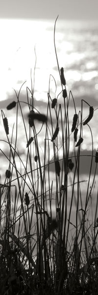 Coastal Grass Panel I