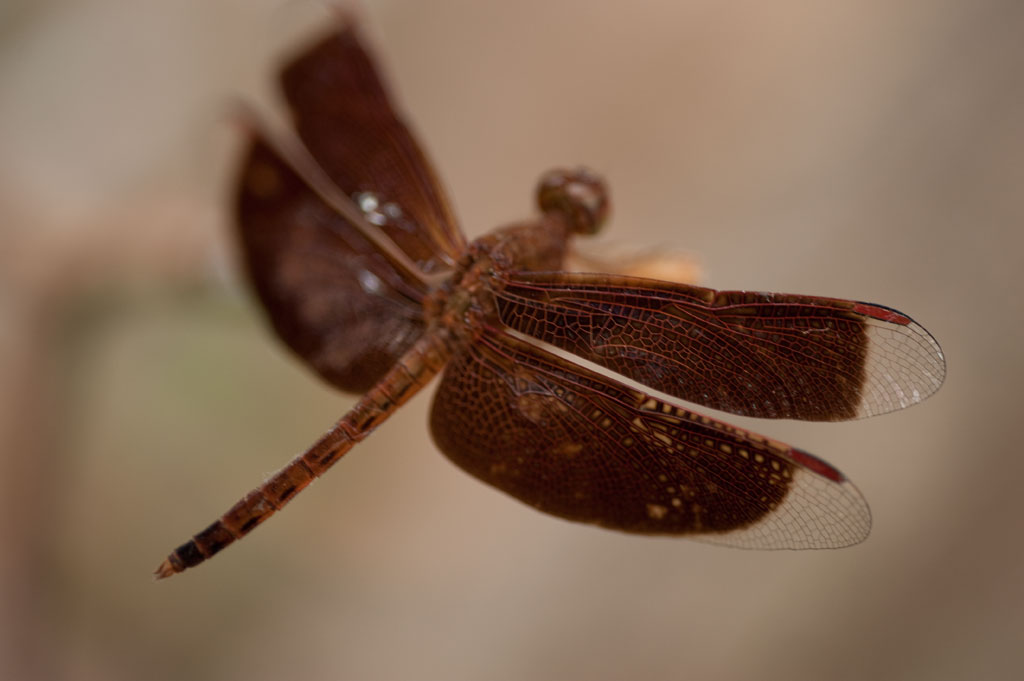 Dragonfly I