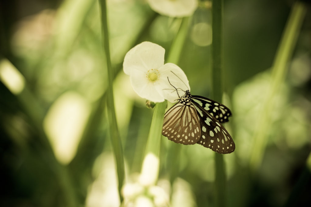 Butterfly II