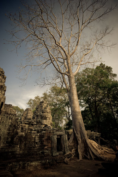 Silk Cotton Tree