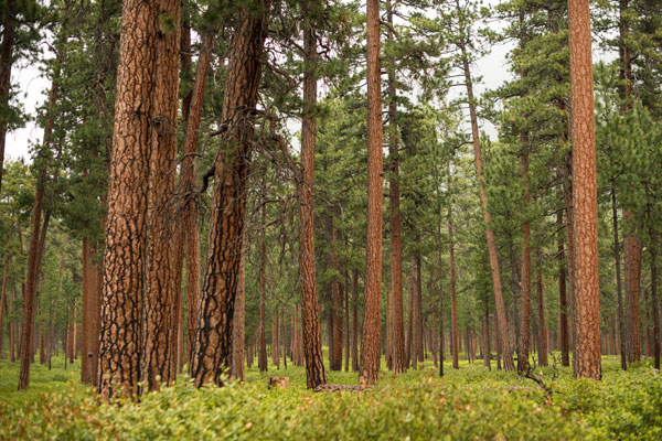Willamette Nat'l Forest III
