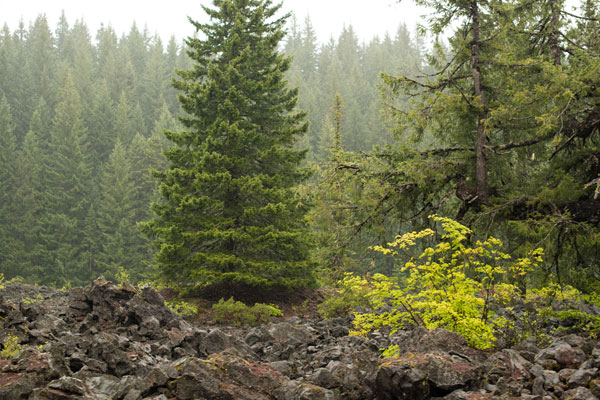 Willamette Nat'l Forest V