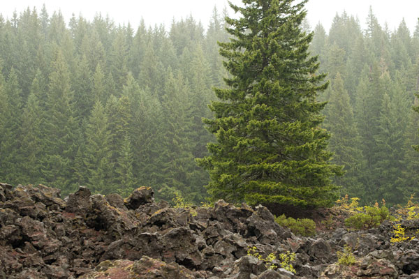 Willamette Nat'l Forest VI