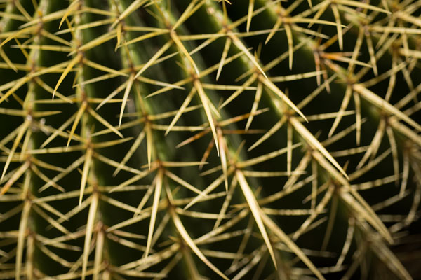 Cactus Detail II