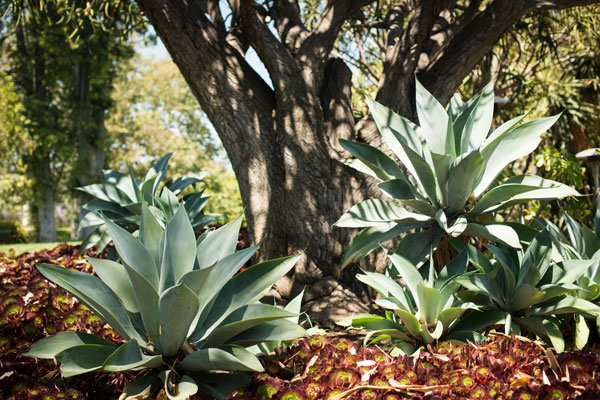 Agave I