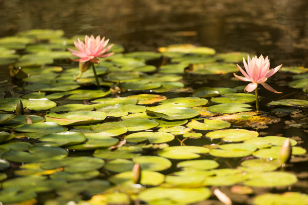 Lotus Pond I