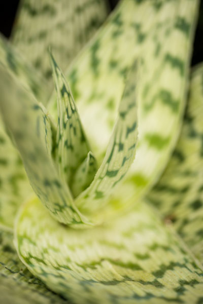 Green & White II