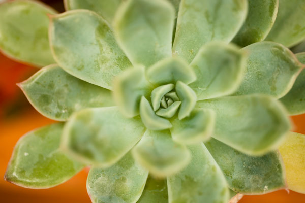 Macro Succulent I