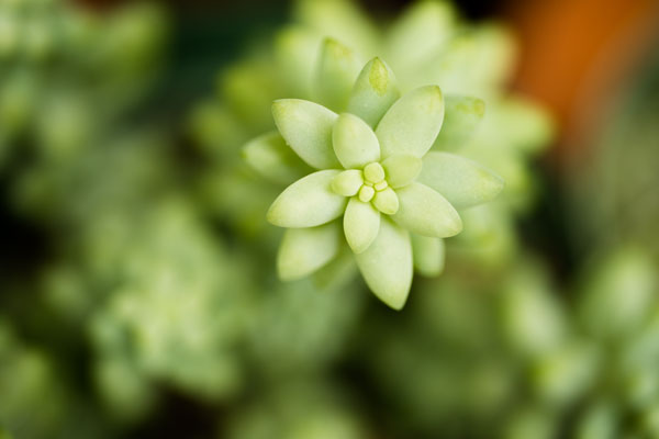 Macro Succulent II