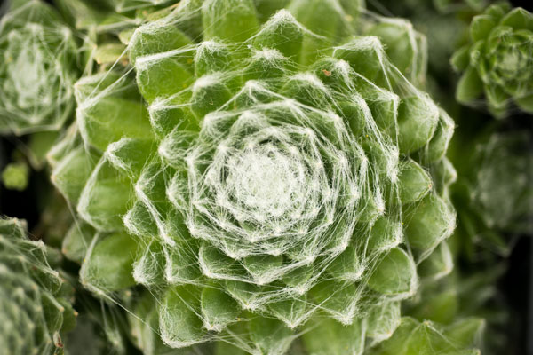 Arachnoideum Succulent I