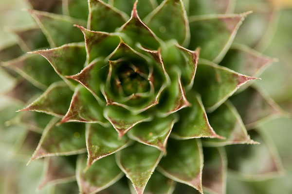 Sempervivum Succulent II
