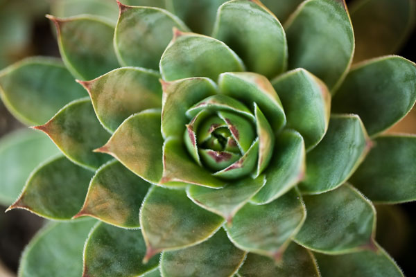 Sempervivum Rupicolum II