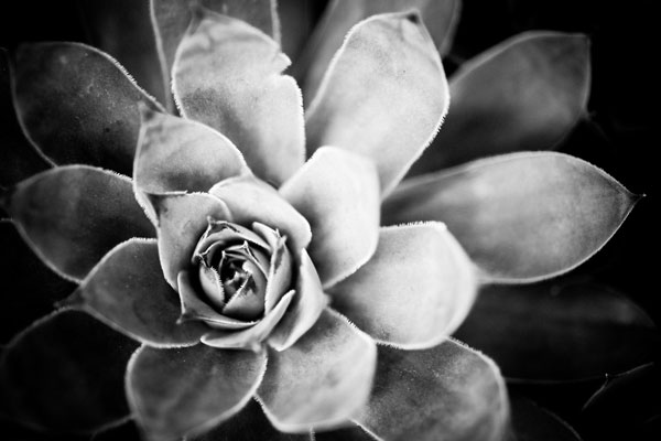 Monochrome Succulent IV
