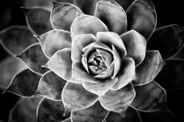 Monochrome Succulent V