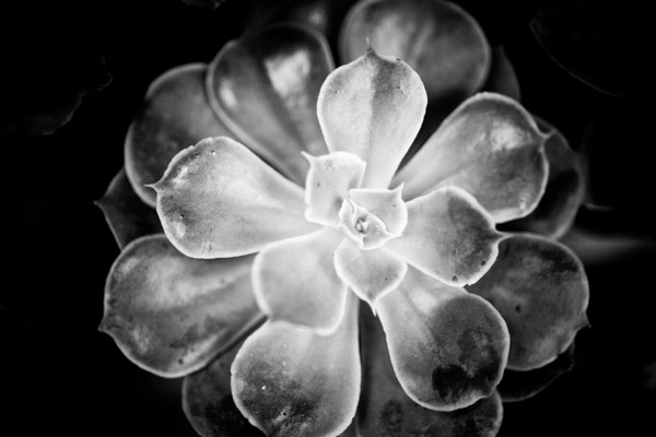 Monochrome Succulent VI