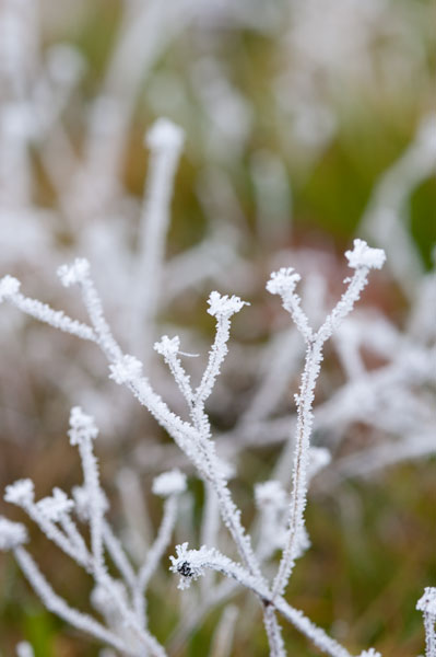 Winter Frost I
