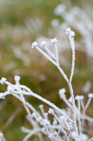 Winter Frost II