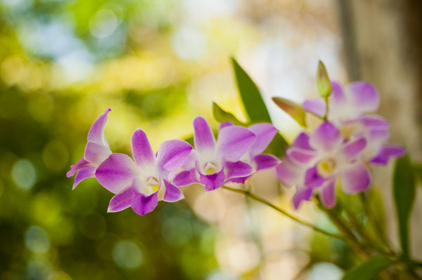 Thai Orchids