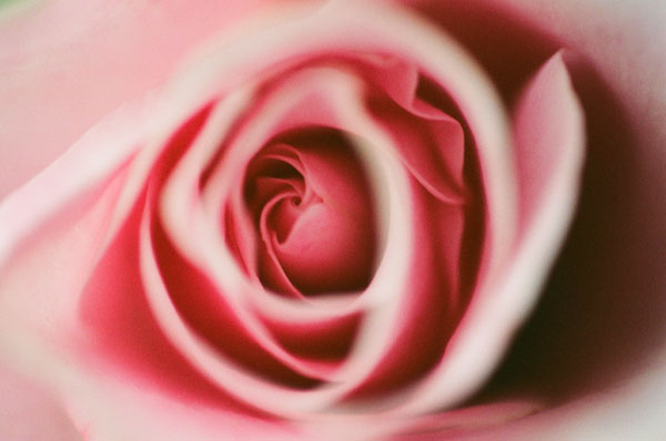 Pink Rose