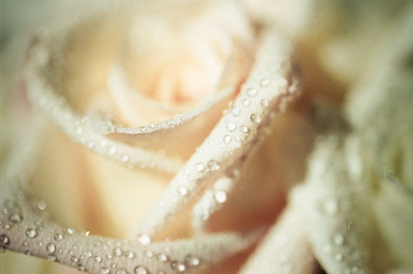 White Rose
